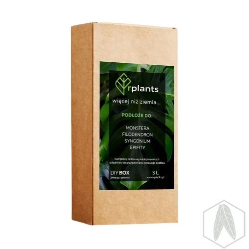 Monstera.webp