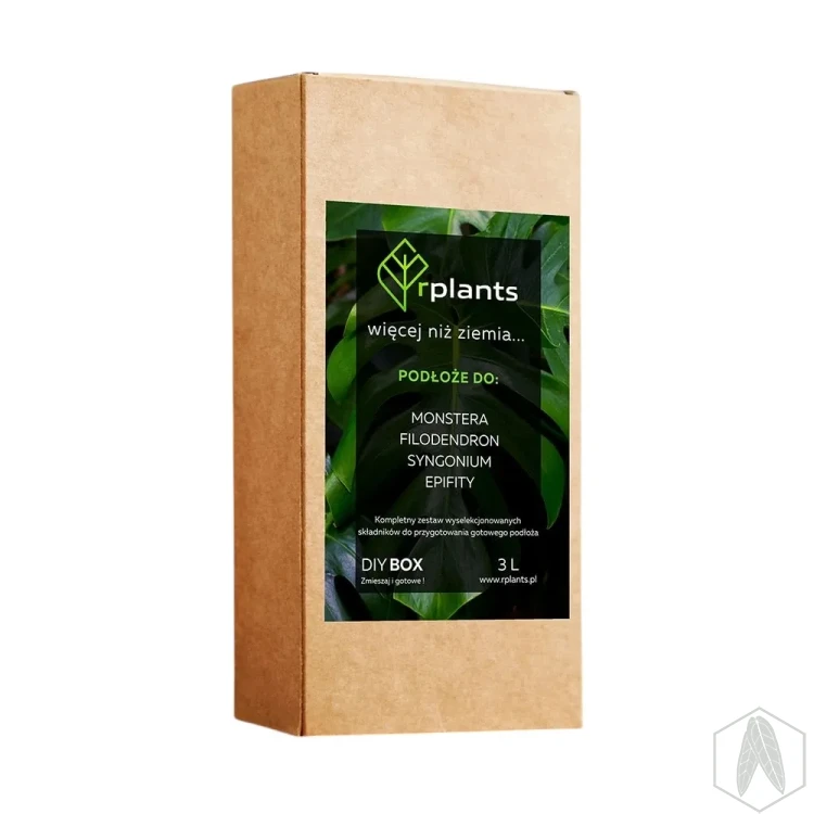 Monstera.webp