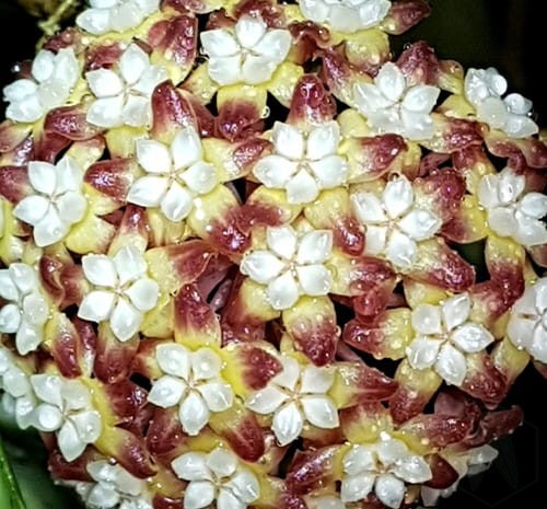 Hoya cv. Jennifer 1.jpg