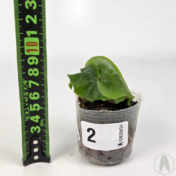 20260217_165257.webp