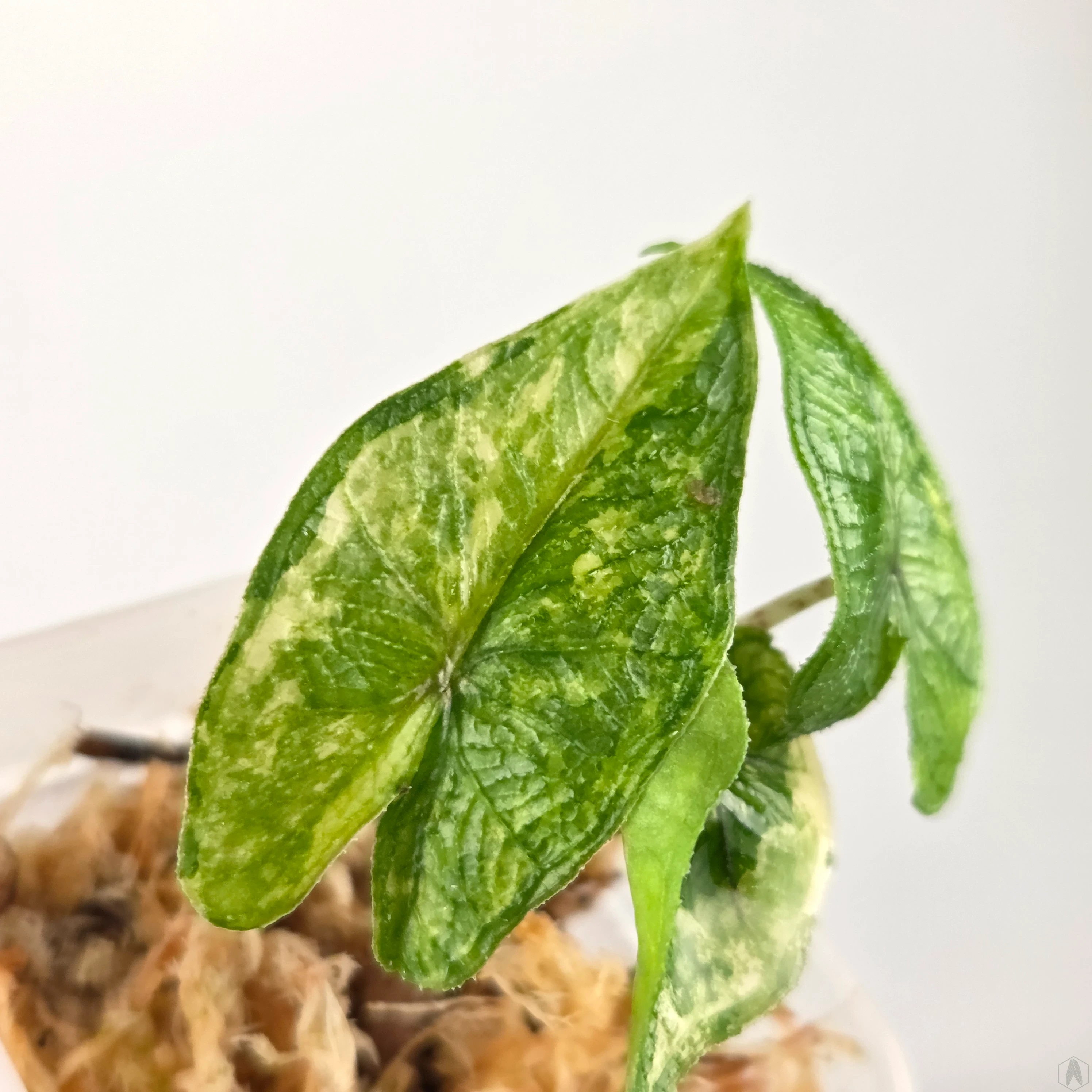 Alocasia Jacklyn Variegata Aurea Rolinna Dungla - Roliny kolekcjonerskie