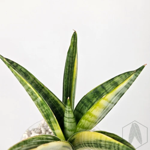 20260218_154322.webp