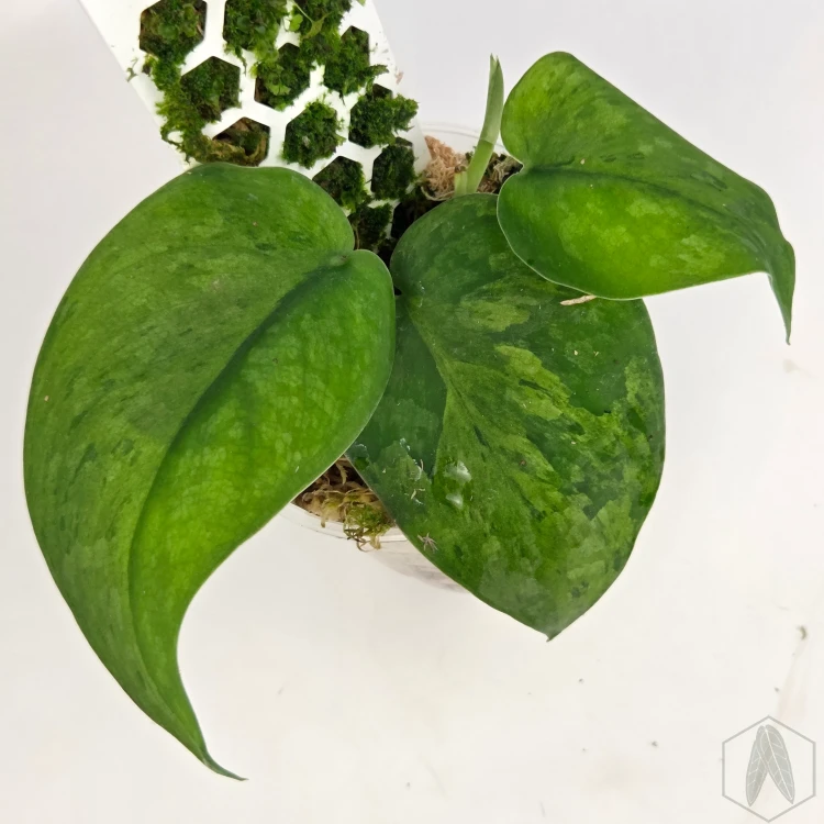 20260220_133946.webp