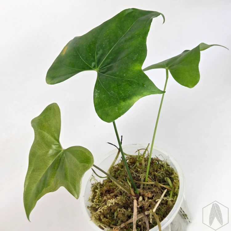 20260330_123324.webp