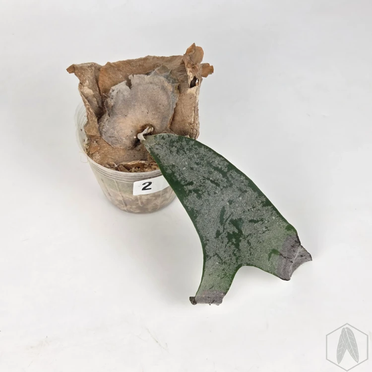 20260331_114452.webp