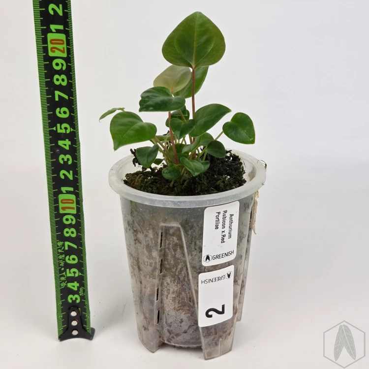 20260525_122749.webp