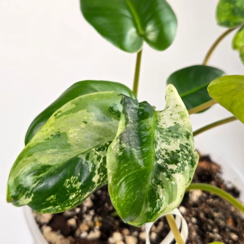 Philodendron - Rolinna Dungla - Roliny kolekcjonerskie