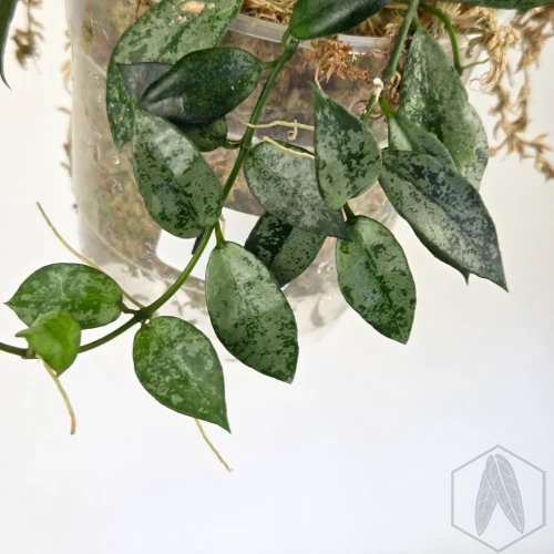 20260527_131327.webp