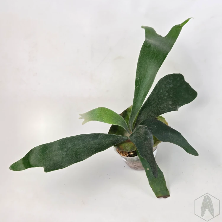 20260528_113650.webp