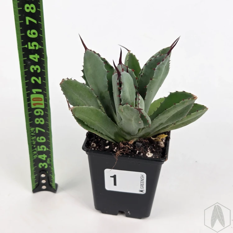 20260603_102348.webp