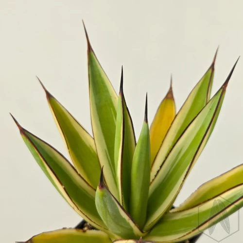 20260603_102814.webp