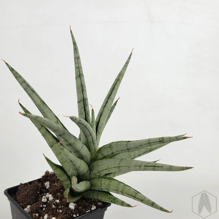 20260603_114136.webp