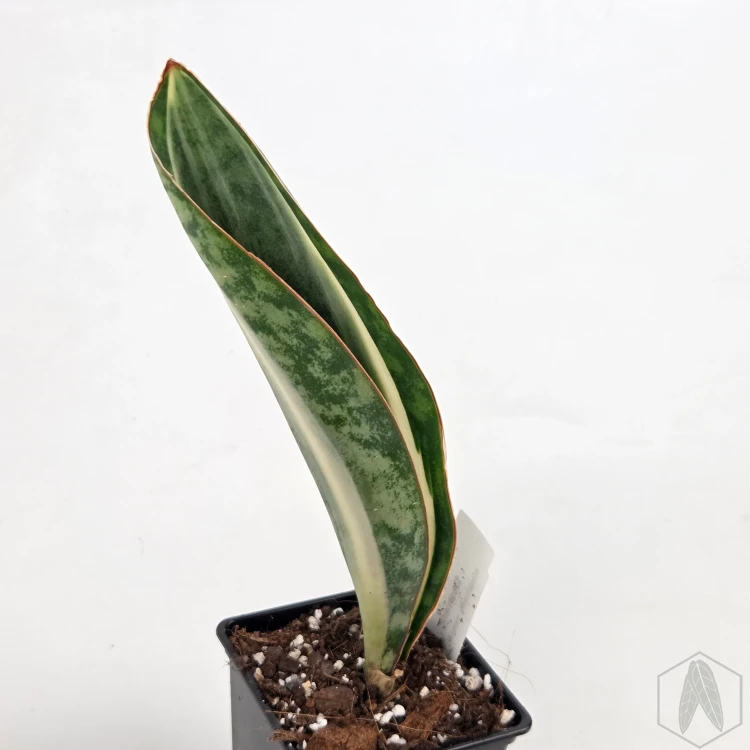 20260603_125809.webp
