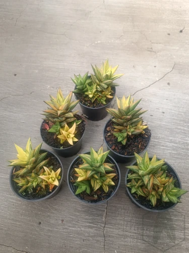 Haworthia.webp