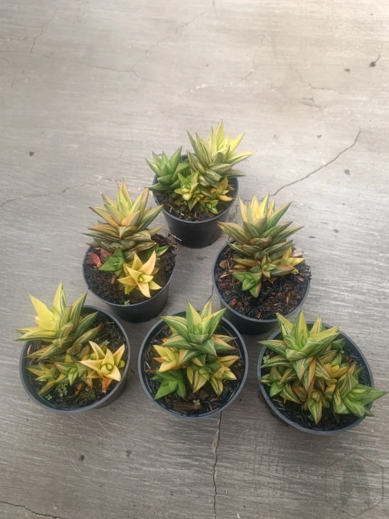 Haworthia.webp