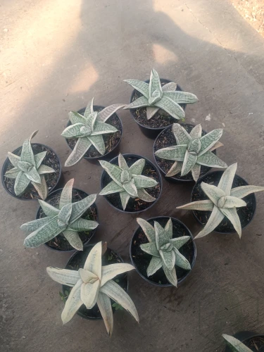 Gasteria.webp