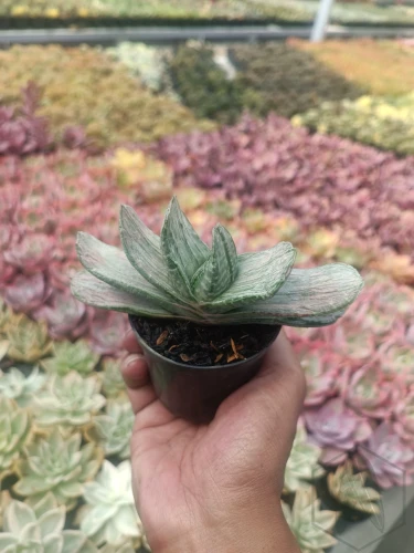 Gasteria (1).webp