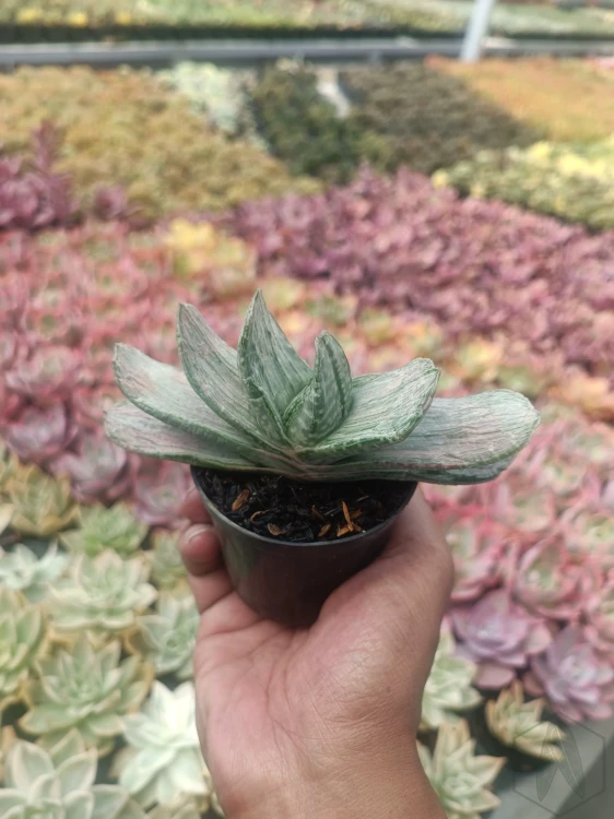 Gasteria (1).webp