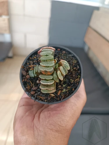 Haworthia (1).webp