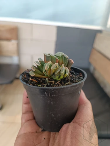 Haworthia (2).webp