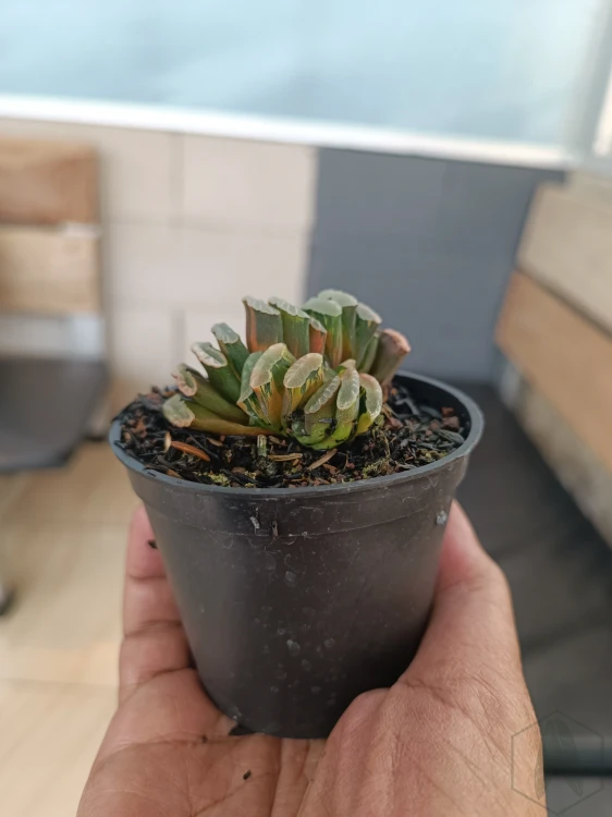 Haworthia (2).webp