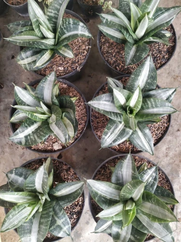 sansevieria.webp