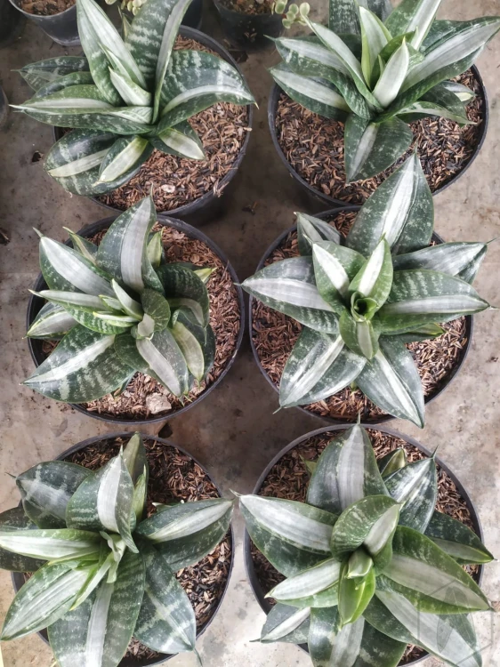 sansevieria.webp