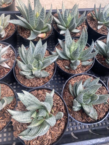 Gasteraloe.webp