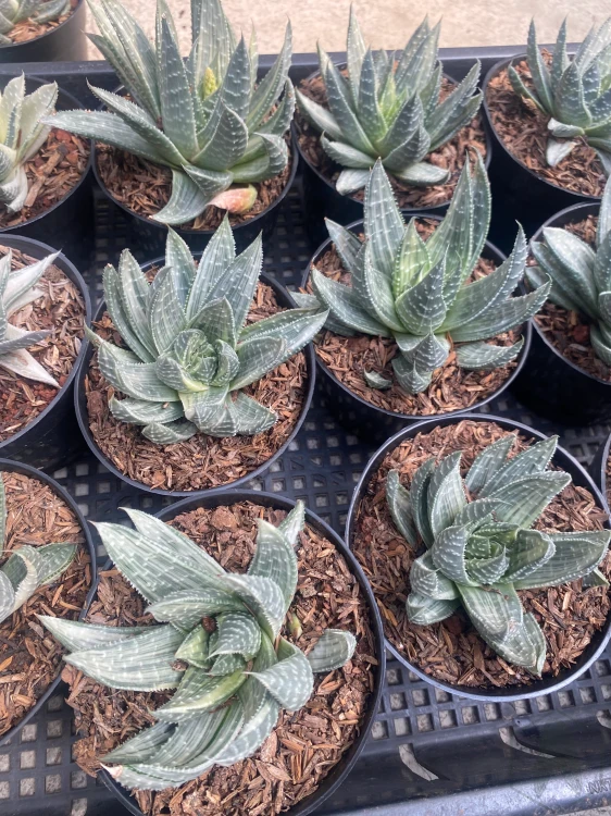 Gasteraloe.webp