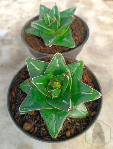 Agave.webp