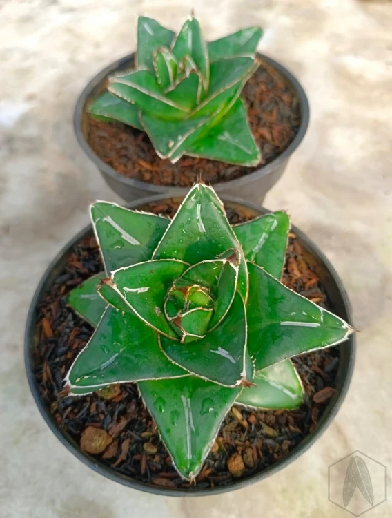 Agave.webp