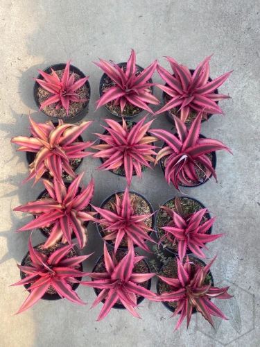 Cryptanthus.webp