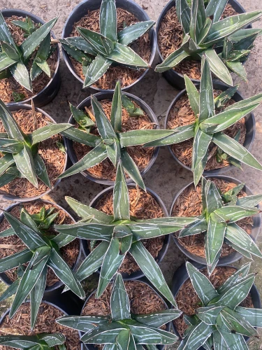 Agave (1).webp