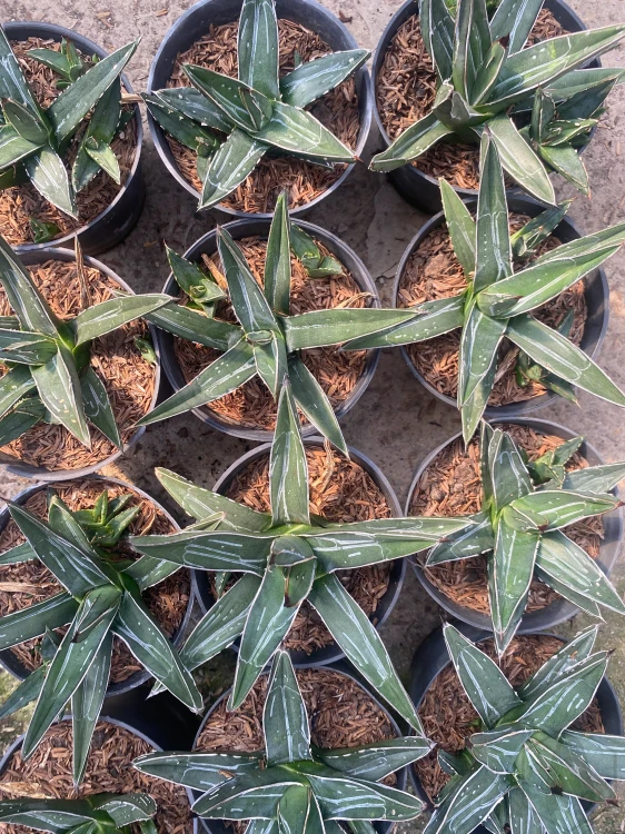 Agave (1).webp
