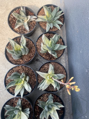Gasteraloe (1).webp
