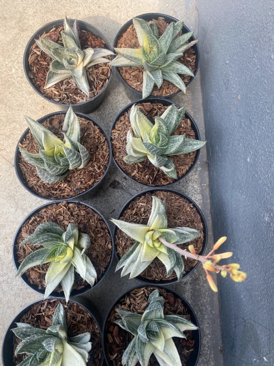 Gasteraloe (1).webp
