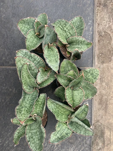 Sansevieria (1).webp