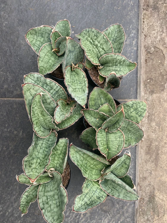 Sansevieria (1).webp