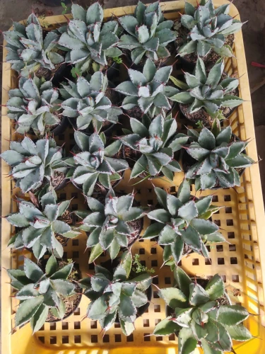 Agave (2).webp