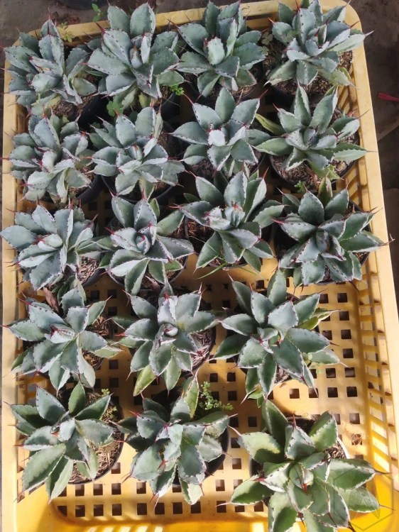 Agave (2).webp