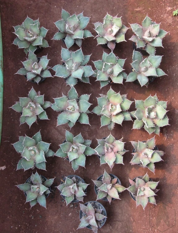 Agave (4).webp