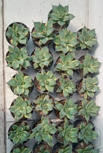 Agave (5).webp