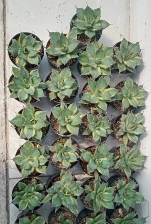 Agave (5).webp