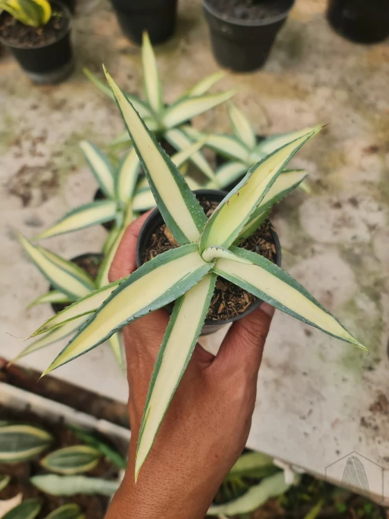 Agave (6).webp
