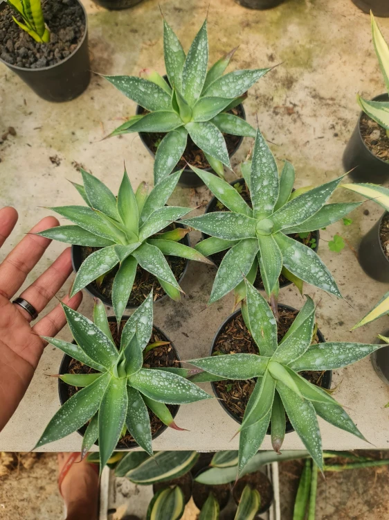 Agave (7).webp