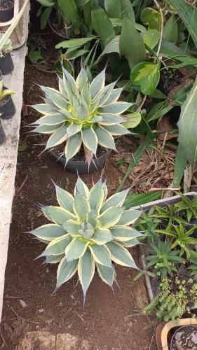 Agave (8).webp