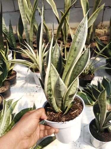 Sansevieria (2).webp
