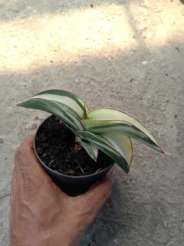 Sansevieria (4).webp