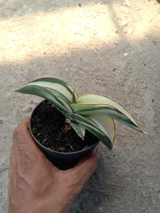 Sansevieria (4).webp