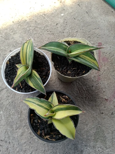 Sansevieria (5).webp